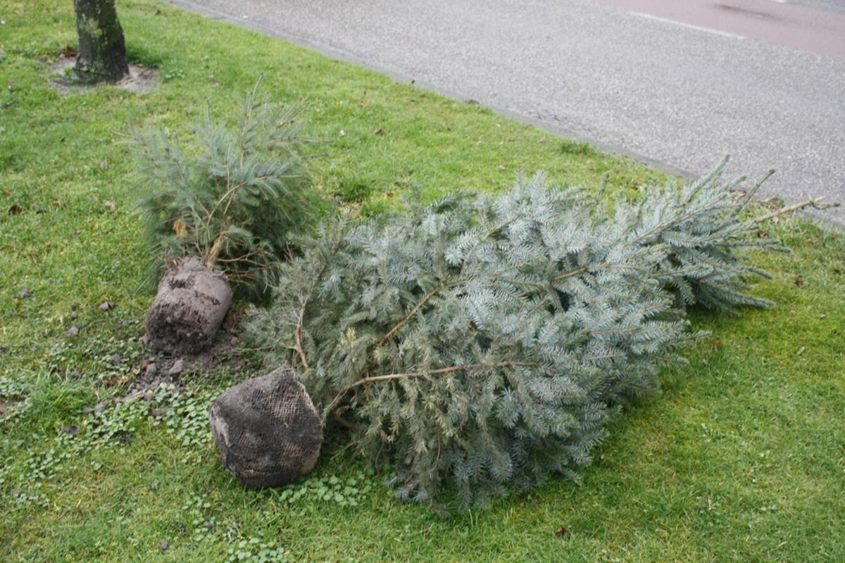 Kerstboom inzameling