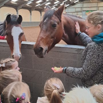 Zorgen voor … het paard!