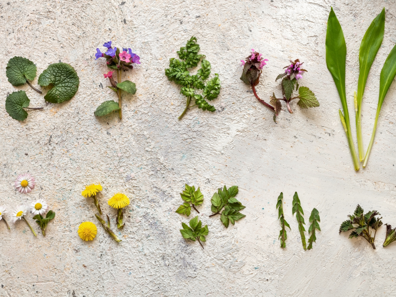 Wil jij eetbare planten en wilde medicinale kruiden in de berm bij u om de hoek leren kennen?